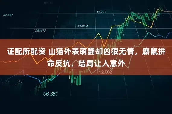 证配所配资 山猫外表萌翻却凶狠无情，麝鼠拼命反抗，结局让人意外
