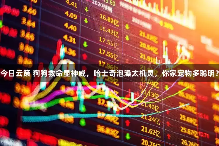 今日云策 狗狗救命显神威，哈士奇泡澡太机灵，你家宠物多聪明？