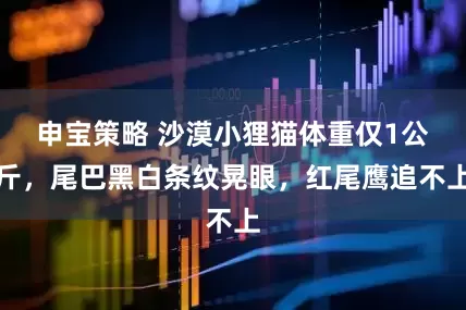 申宝策略 沙漠小狸猫体重仅1公斤，尾巴黑白条纹晃眼，红尾鹰追不上