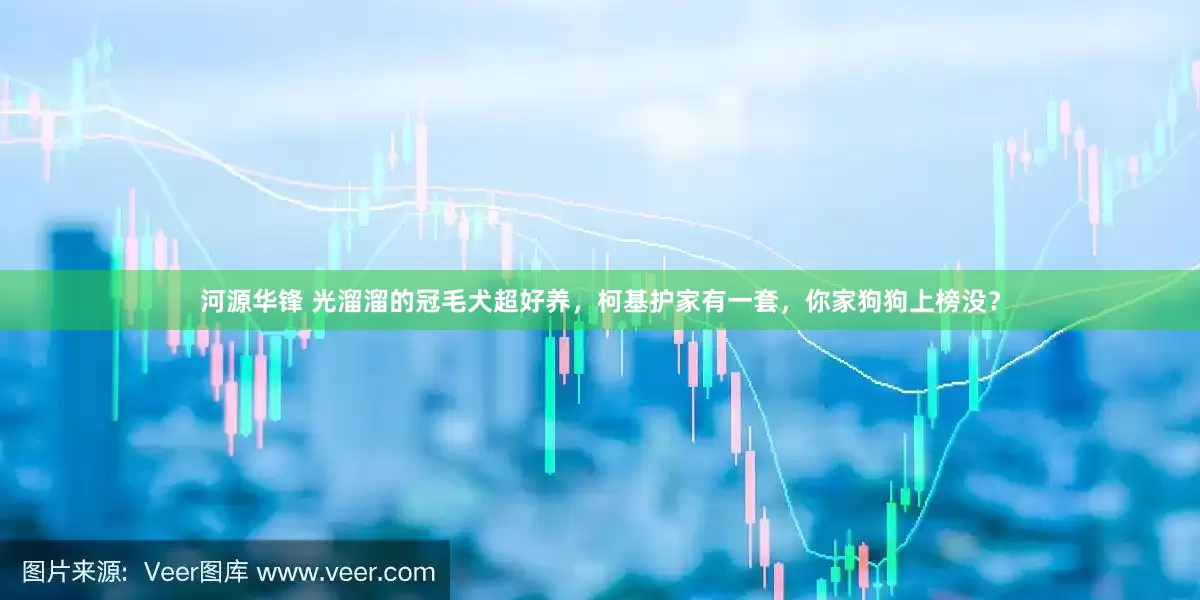 河源华锋 光溜溜的冠毛犬超好养，柯基护家有一套，你家狗狗上榜没？